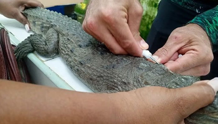 Caimanes del Orinoco