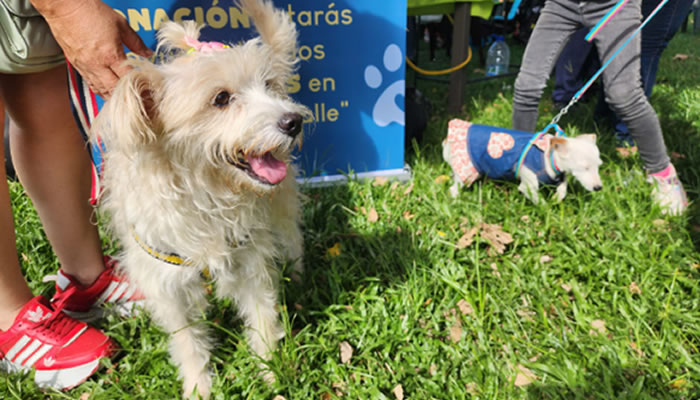 Un Evento con Propósito: Ayudar a los Animalitos en Situaciones de Calle
