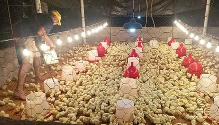 marca "Pollo El Apureño" como parte del Plan Avícola en Apure