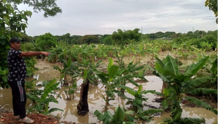 Crecida del río Santo Domingo arrasa con cultivos en sector Las Vegas