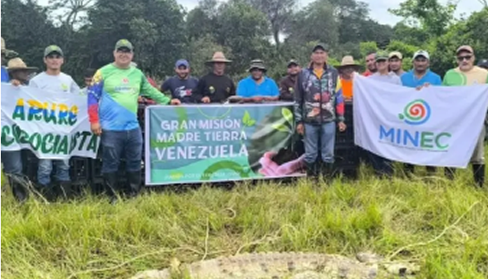 Liberan 220 ejemplares de Caimán del Orinoco en Caño Guaritico para fortalecer su conservación