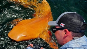 Científicos descubren primer tiburón naranja en aguas de Costa RicaCientíficos descubren primer tiburón naranja en aguas de Costa Rica