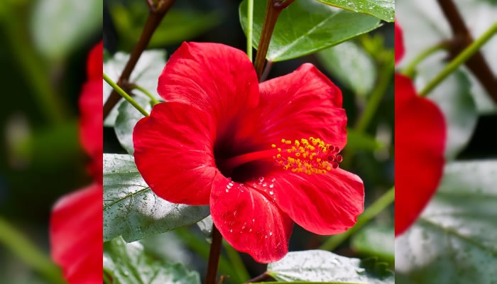 La Cayena: Flor Emblemática del Estado Zulia