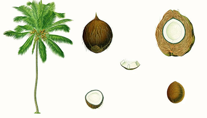 Cocos nucifera