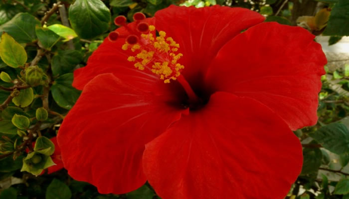 La Cayena; Flor Típica del Zulia