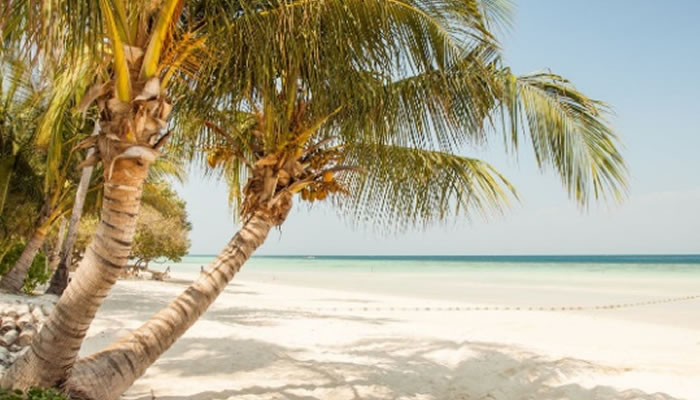 El Cocotero, Árbol Emblemático del Zulia