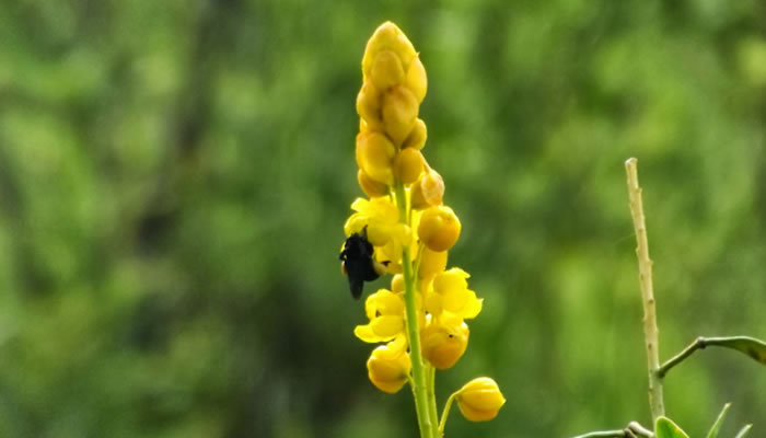 Flor Emblemática de Barinas