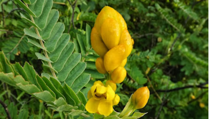 La Flor de Espinito: Flor Emblemática del Estado Barinas