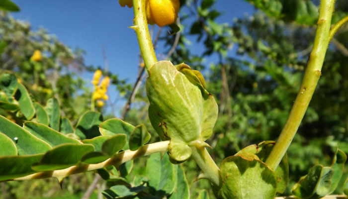 La Flor del Estado Barinas