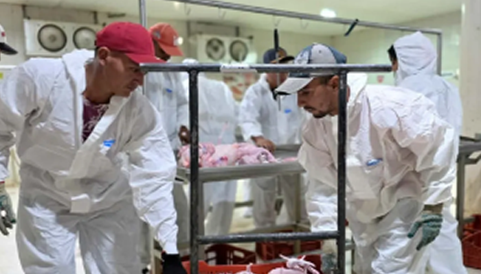 Un Año de "El Apureño": Un Modelo de Soberanía Alimentaria que Ha Procesado Más de 200 Mil Pollos