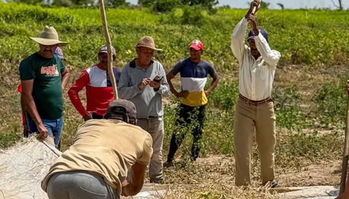 Gobernador Wilmer Rodríguez supervisa exitosa cosecha de caraotas en Río El Guamal y proyecta récord histórico en leguminosas