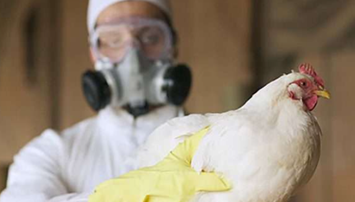 Italia reporta primer caso en Europa de gripe aviar H9N2 en humanos