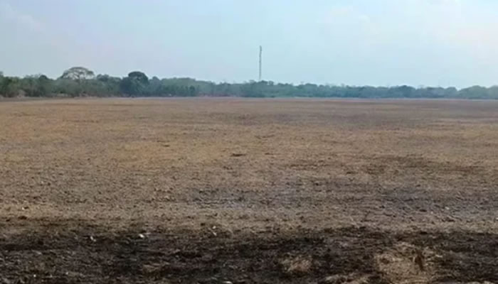 Inicia siembra de arroz en Apure con 700 hectáreas