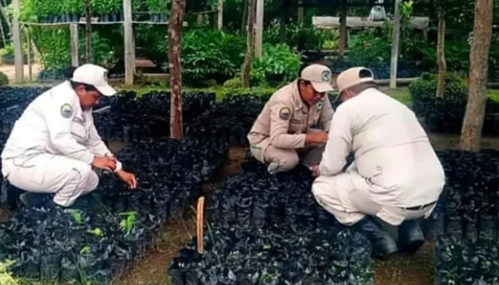 INPARQUES Apure fortalece el Plan Chuquisaca 2026 con labores de llenado de bolsas en viveros regionales