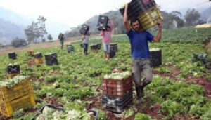 Productores Avanzan Hacia Consolidación Y Proyección Económica