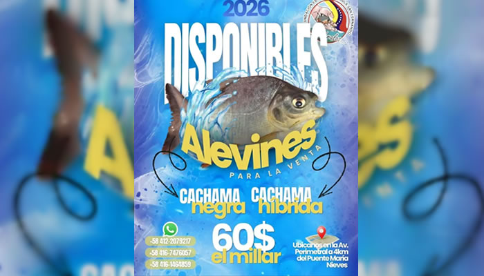 Fundación Estación Piscícola San Fernando ofrece alevines de Cachama Negra e Híbrida para productores