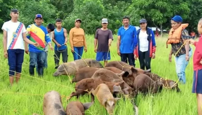 Consulta Popular 2026: Entregaron 50 Porcinos A Comunidades Indígenas De Apure En Operativo Terrestre Y Fluvial