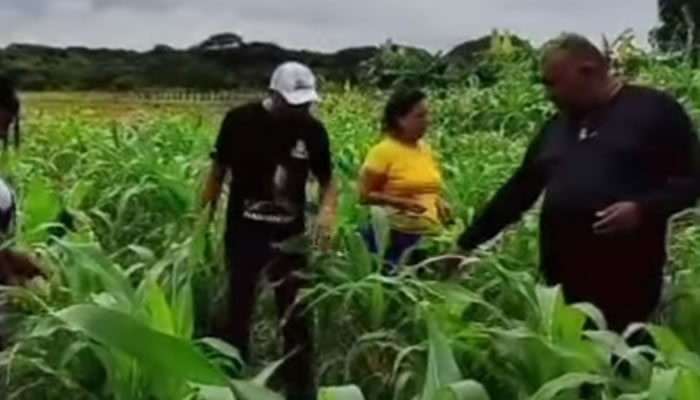 INCREA Atendió A Más De 300 Productores De Maíz En Biruaca