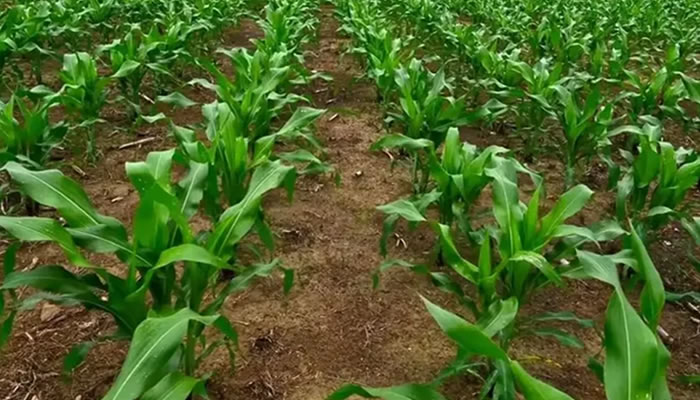 Comuneros De Apure Llaman Al Autoabastecimiento Nacional Y Destacan Avances En Producción De Maíz Y Leguminosas