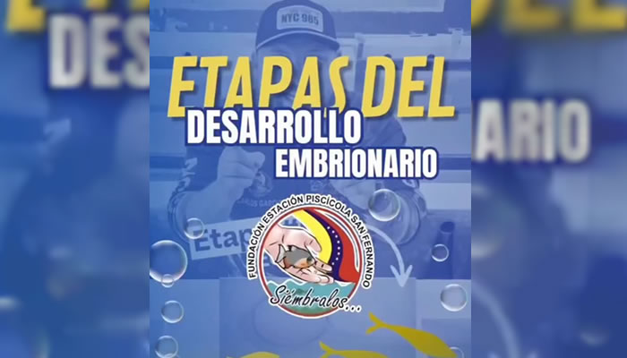 Fundación Piscícola San Fernando Detalla Seis Etapas Del Desarrollo Embrionario De Híbridos De Cachama Negra Y Morocoto