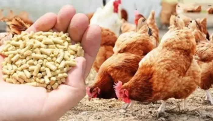 Autoridades Aclaran Que Restricción Fronteriza No Afecta El Ingreso De Alimento Balanceado Para Animales En Apure