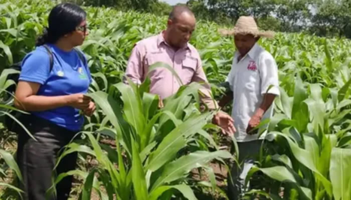INCREA Supervisa Cultivos De Maíz Para Garantizar El Éxito Del Plan De Siembra 2026