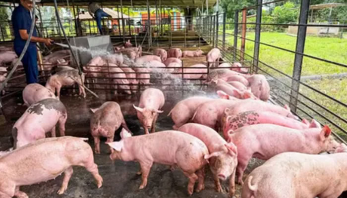 Gobernador De Apure Lanza Plan Piloto De Economía Comunal Para Diversificar La Producción Porcina En La Región