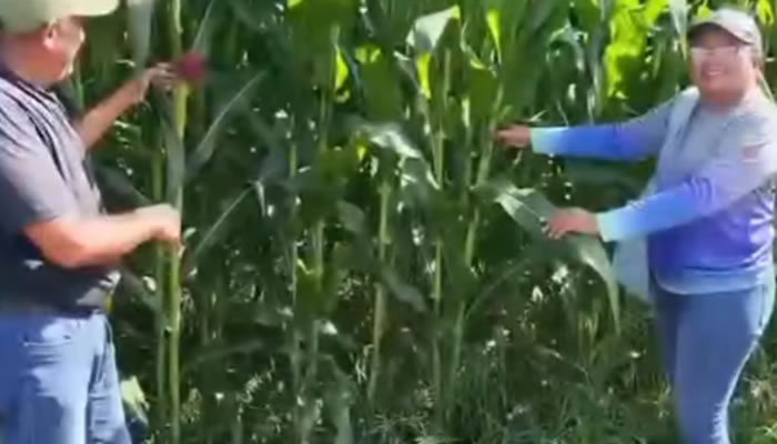 Plan De Siembra De Maíz 2026 Registra 95% De Germinación En El Eje Biruaca-Achaguas