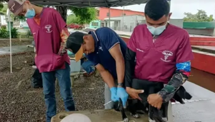 Jornada De Vacunación Antirrábica En Mantecal Protege A Perros Y Gatos