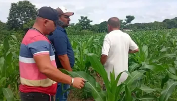 Especialistas De Fundacite Apure Supervisan Cultivos De Maíz Blanco En La Comuna Pedro Pérez Delgado