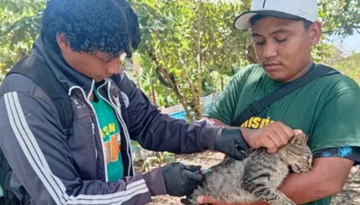 Plan "Rabia Cero" inmuniza a más de medio centenar de animales en Caramacate
