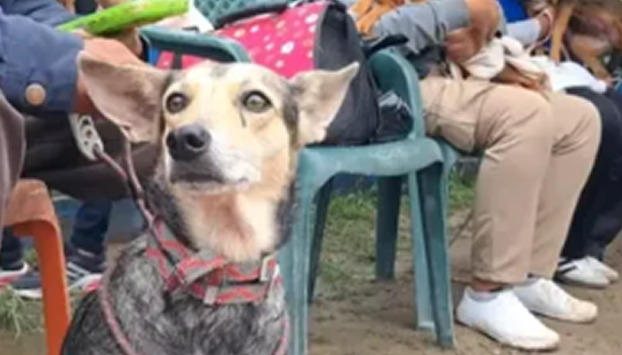 Plan Castralat 2026 mantiene despliegue de esterilización gratuita en Guasdualito