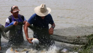 Estación piscícola de Apure inicia cosecha de cachama tras 120 días de siembra y consolida su capacidad productiva